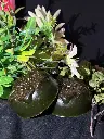 100% neem organic soap.webp